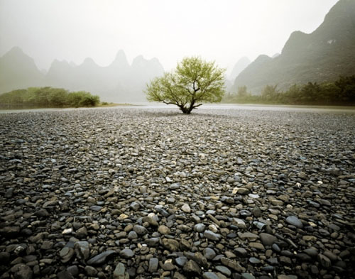 Lone Tree, Guilin, China