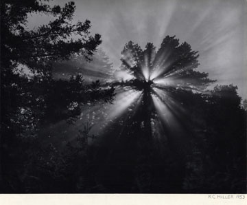 Sun through trees, 1953