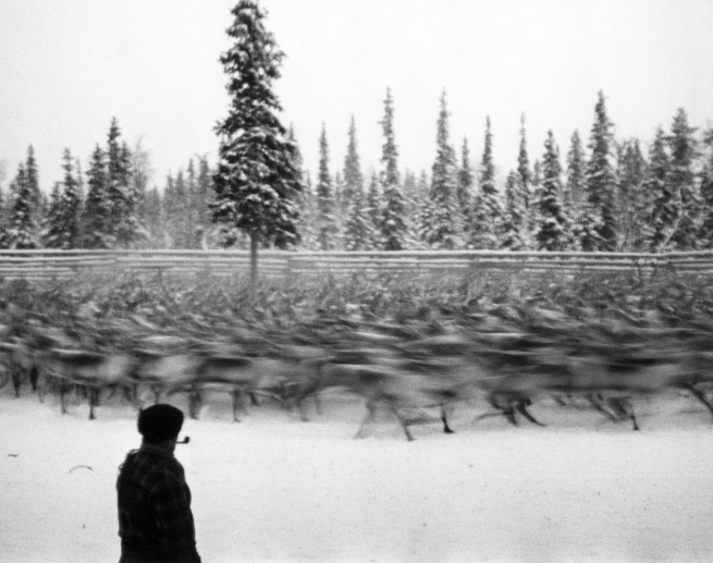 Russo-Finnish Winter War (1939-40), Reindeer being herded, Finland, 1940