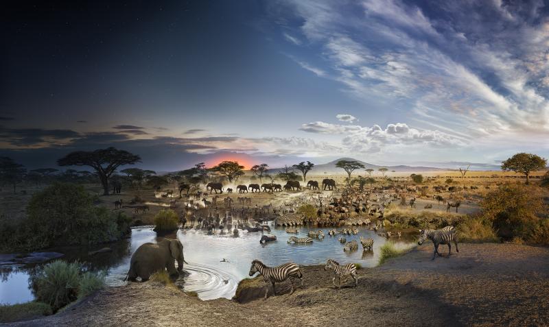 Serengeti, Tanzania, Day to Night, 2015<br/>Please contact Gallery for sizes<br/>