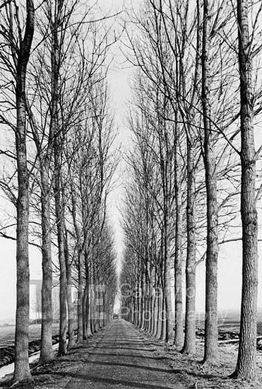 Photo: Tree lined road, Delft, Netherlands, 1971 Gelatin Silver print #1964