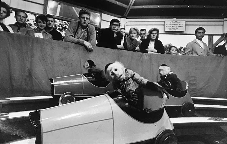 Racing Monkeys. 1954