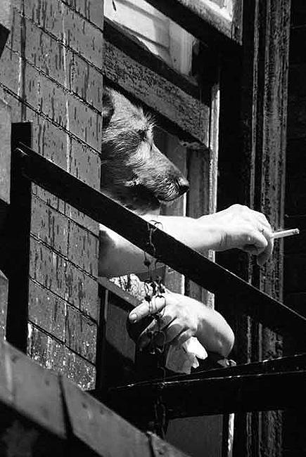 Smoking Dog, 1971<br/>