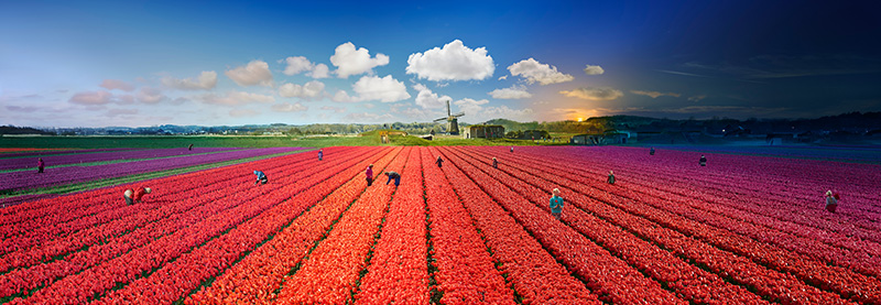 The Netherlands, Tulip Fields, Day to Night, 2016