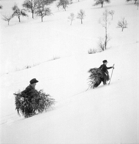 Christmas Tree picking, Germany, 1947<br/>