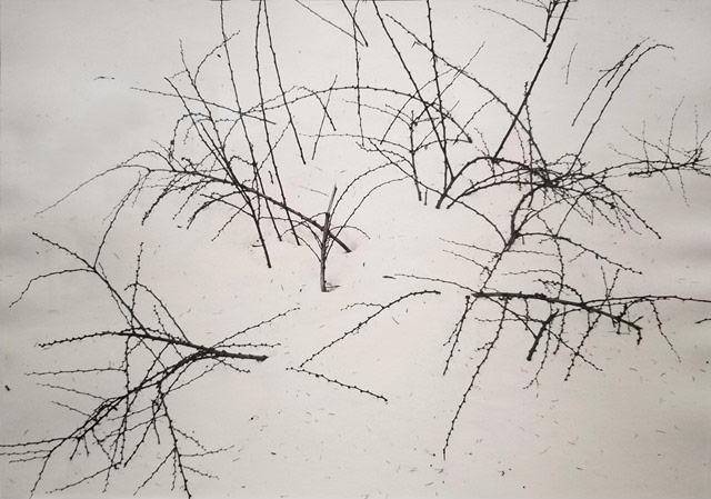Photo: Weeds in Snow, New York State, 1974 Gelatin Silver print #2220