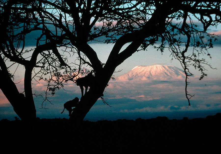 Monkeys silhouetted against Mt. Kenya as seen from Naibor Keju, 100 miles away, 1978