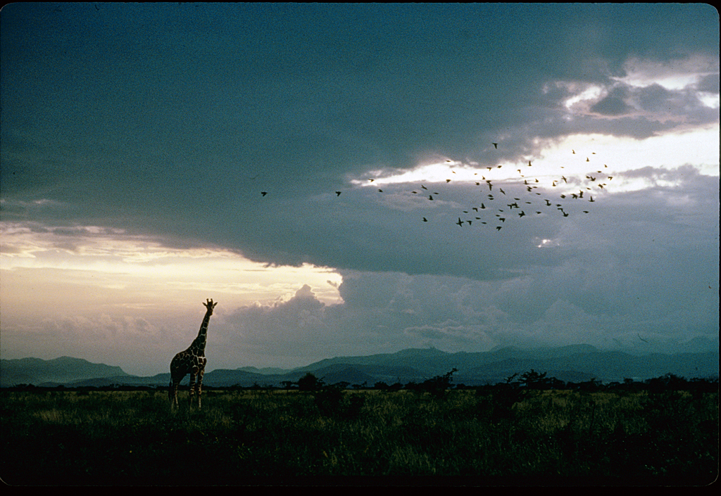 At Shaba Game Reserve, Kenya, a giraffe looms beneath a flight of storks, 1978