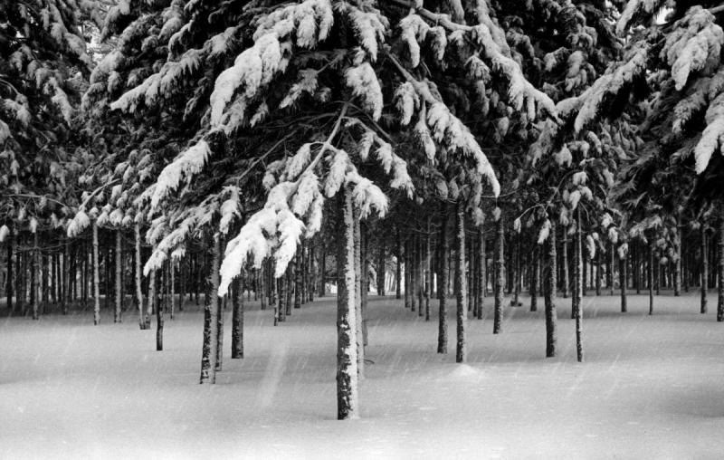 Photo: Trees In Snow Storm, Stowe, Vermont,1971 Gelatin Silver print #438