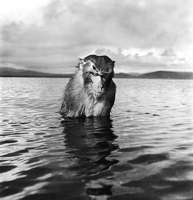  Rhesus monkey sitting in water, Santiago Island, near Puerto Rico, 1939