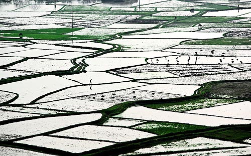 Rice Paddies, China