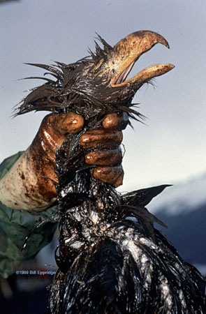 Dead eagle, Exxon Valdez oil spill, Alaska, 1989