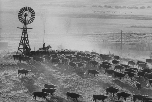 Cattle Round-up, South Dakato, 1960