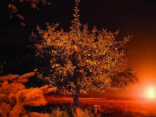 Apple Tree illuminated by gas flaring, Susquehanna County, 2011 Archival Pigment Print