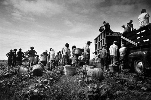 Photo: Migrant Bean Pickers, Arkansas, 1961 Gelatin Silver print #1732