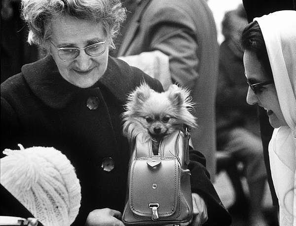 Photo: Small dog in woman's purse, Paris, France Gelatin Silver print #1967