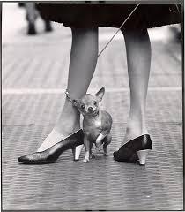 Chihuahua and Pappagallo shoes, New York, NY, 1961<br/>