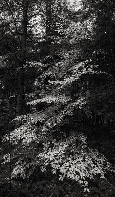 Photo: Falling Leaves, Adirondacks, New York, 2017 Archival Pigment Print #2427