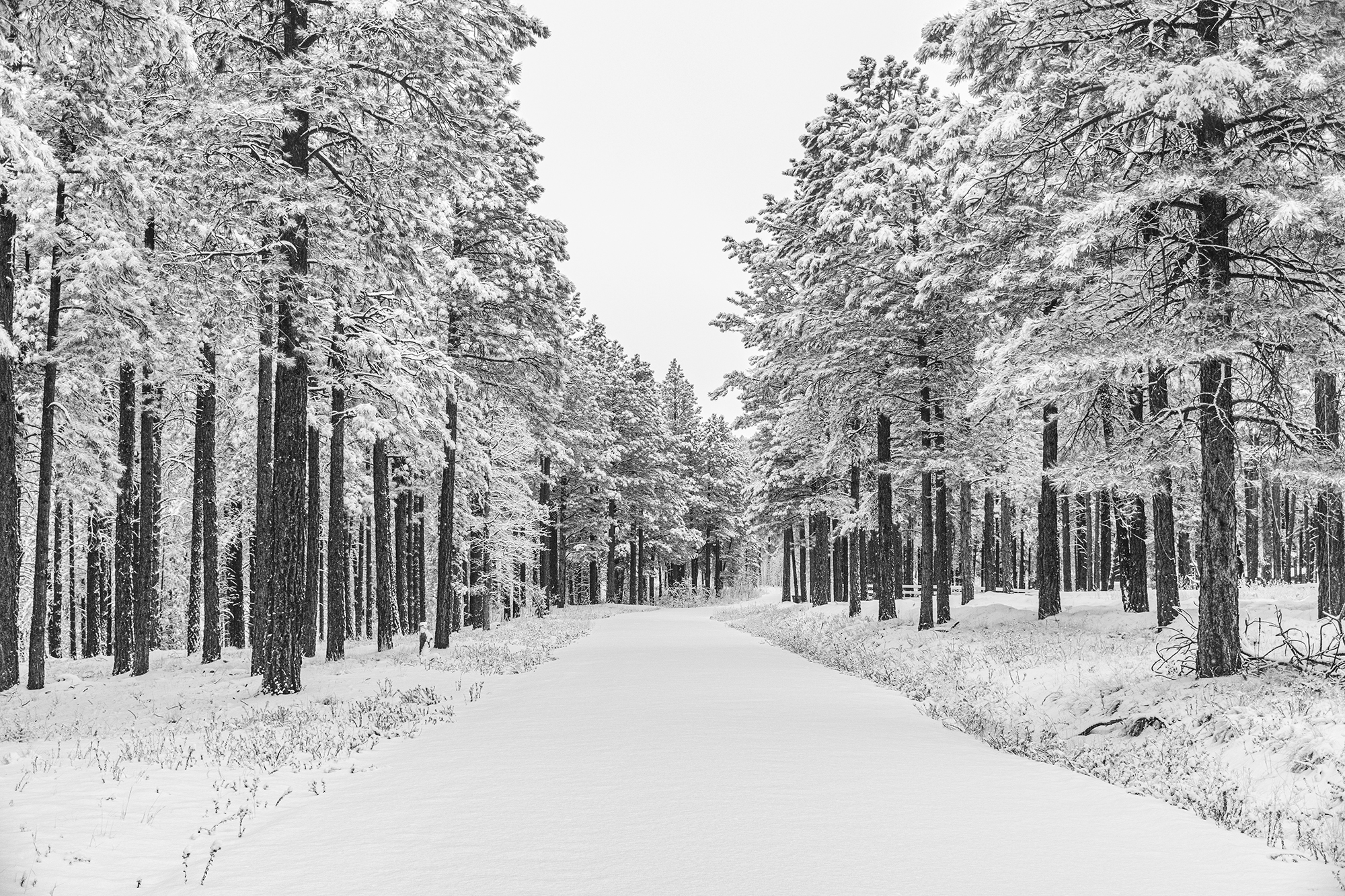 Snowy Trail, Arizona, 2021