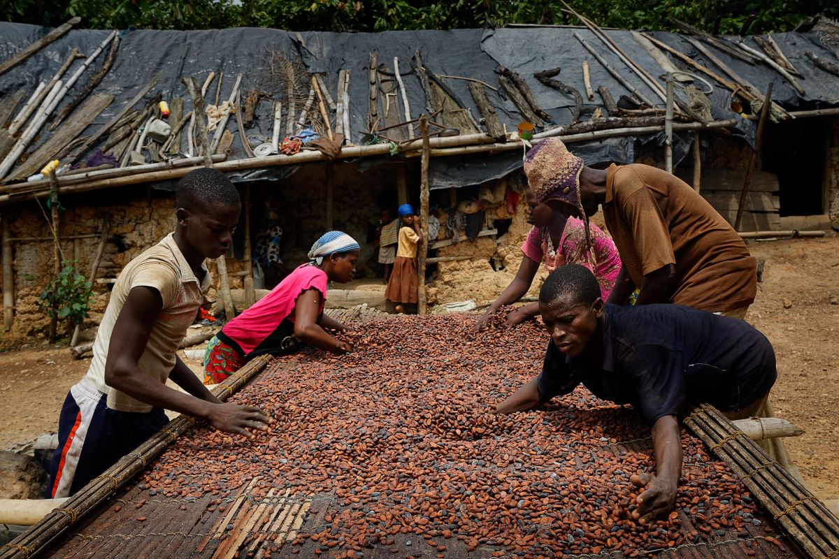 Cocoa bean farmers, Ghana, 2016