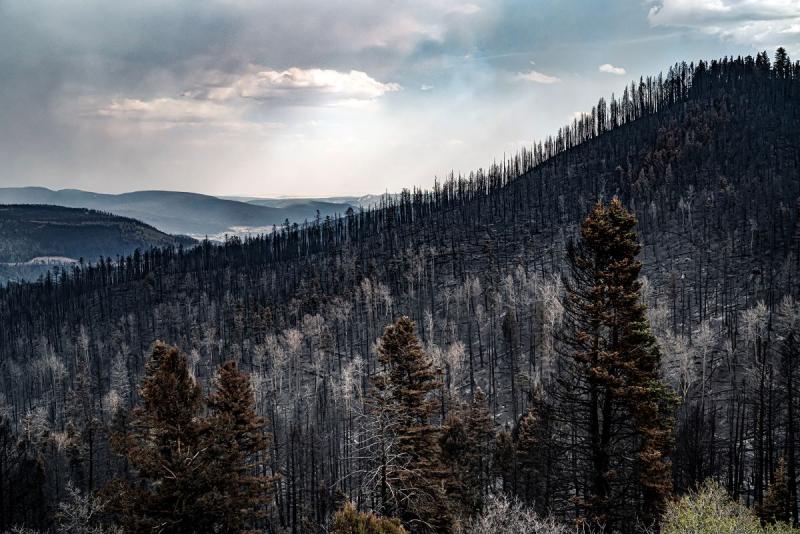 Aftermath of Calf Creek/Hermits Peak Wildfire, New Mexico, 2022<br/>Please contact Gallery for price