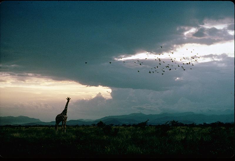 Photo: At Shaba Game Reserve, Kenya, a giraffe looms beneath a flight of storks, 1978 Archival Pigment Print #2804