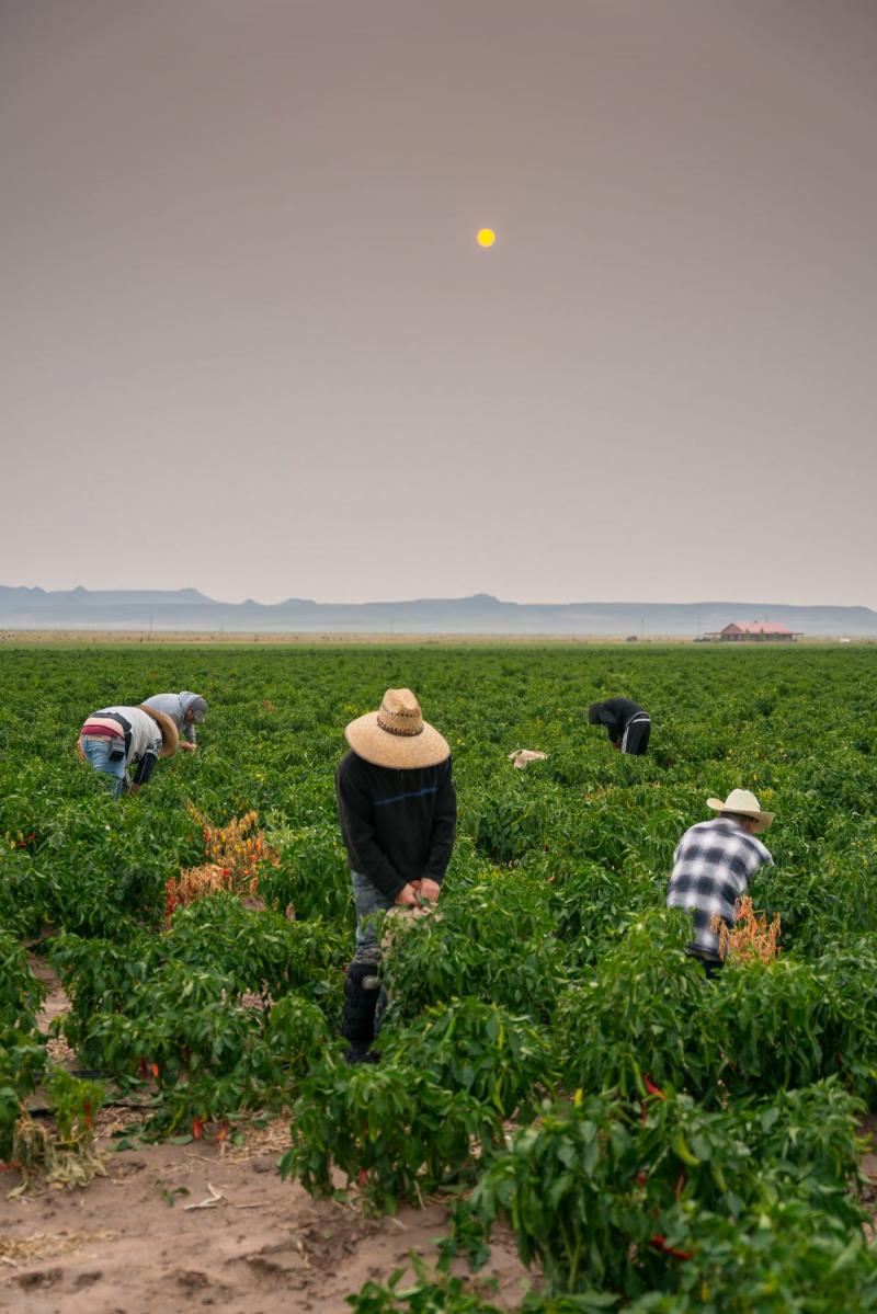 Hatch Chile workers, New Mexico, 2020<br/>Please contact Gallery for price