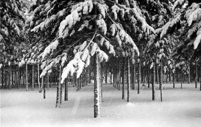 Photo: Trees In Snow Storm, Stowe, Vermont,1971 Gelatin Silver print #438