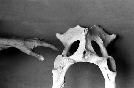Georgia O'Keeffe's hand and bone,1966 Gelatin Silver print