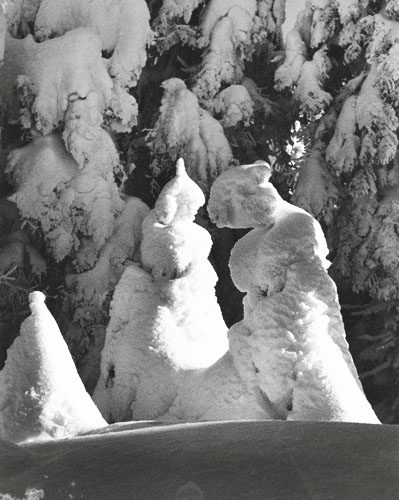 Evergreen Trees  at -51 Degrees Mt. Tremblant, Canada, 1944