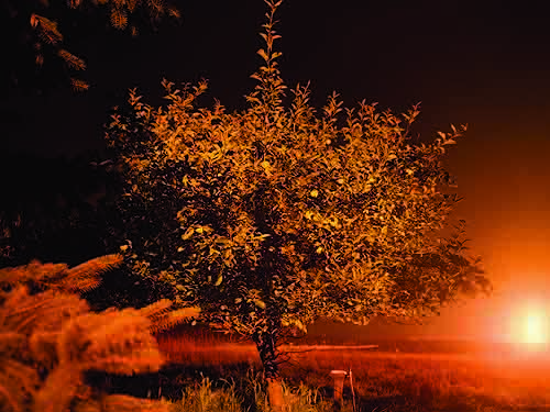 Apple Tree illuminated by gas flaring, Susquehanna County, 2011